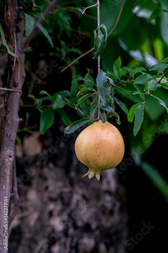 Pomegranate fruit on tree in a garden.