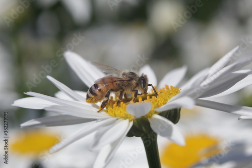 Honey Bee taking pollens out of daisy flower