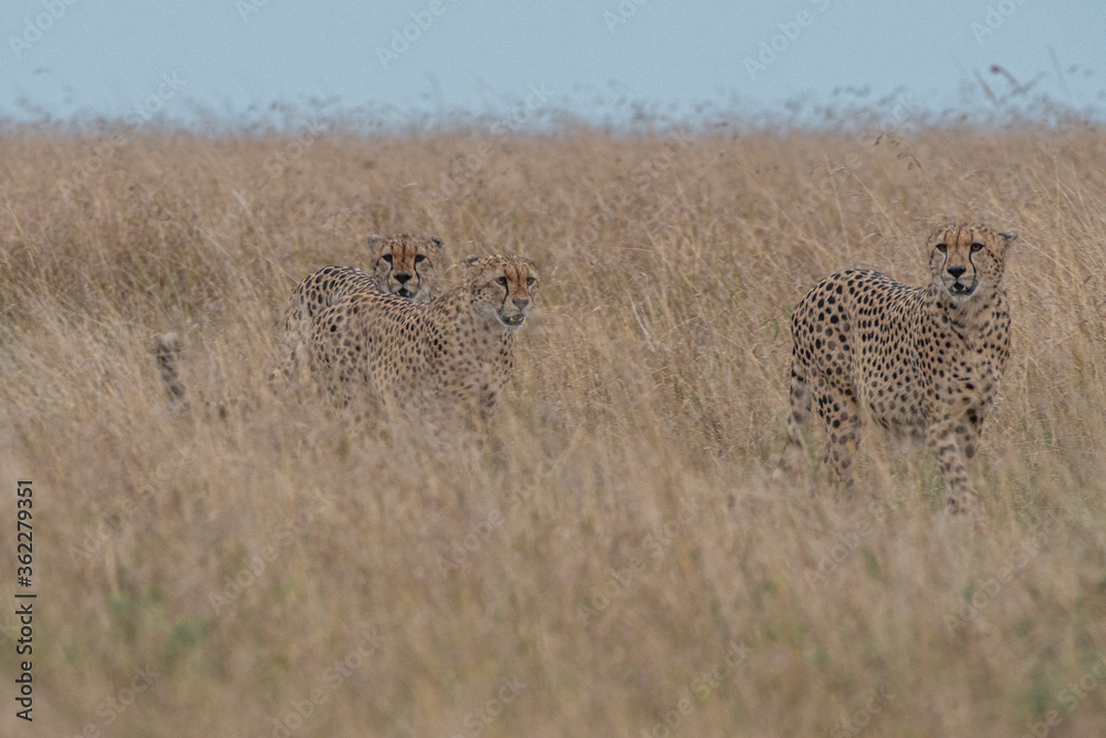 The Famous Cheetah Brothers of Masai Mara , Kenya . The Famous Cheetah Brothers of Masai Mara , Kenya .