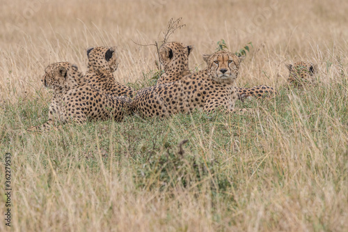 The Famous Cheetah Brothers of Masai Mara , Kenya .