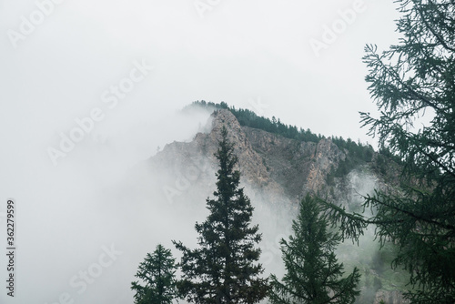 Ghostly view through branches and dense fog to beautiful rockies. Low clouds among huge rocky mountains with trees. Alpine atmospheric landscape to big cliff in cloudy sky. Minimalist highland scenery