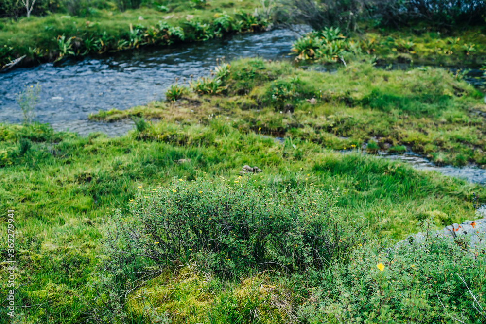 Scenic nature background with lush grasses and flowers in mountain stream. Beautiful highland flora in small river. Idyllic nature scenery with rich alpine greenery and spring water. Vivid wild plants Scenic nature background with lush grasses and flowers in mountain stream. Beautiful highland flora in small river. Idyllic nature scenery with rich alpine greenery and spring water. Vivid wild plants