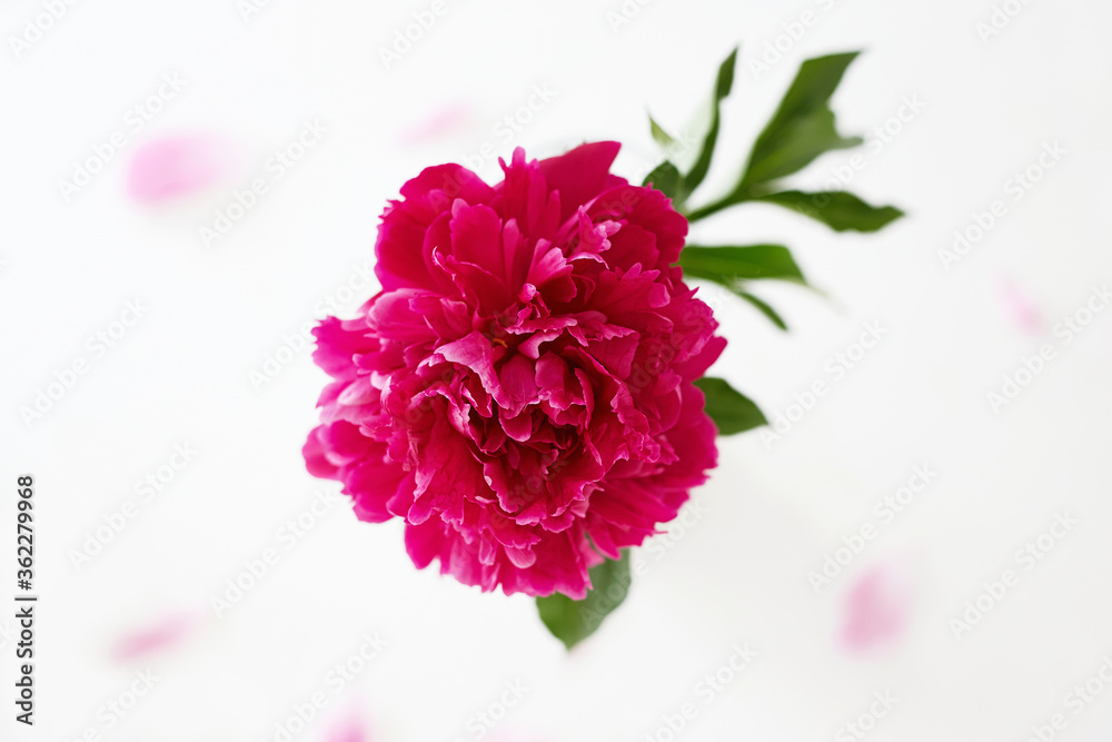 Obraz premium Red peony flower. Beautiful Flower still life