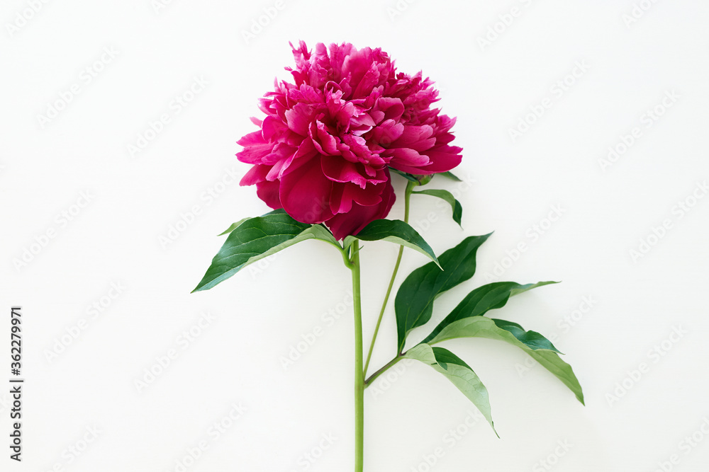 Red peony flower. Beautiful Flower still life Red peony flower. Beautiful Flower still life