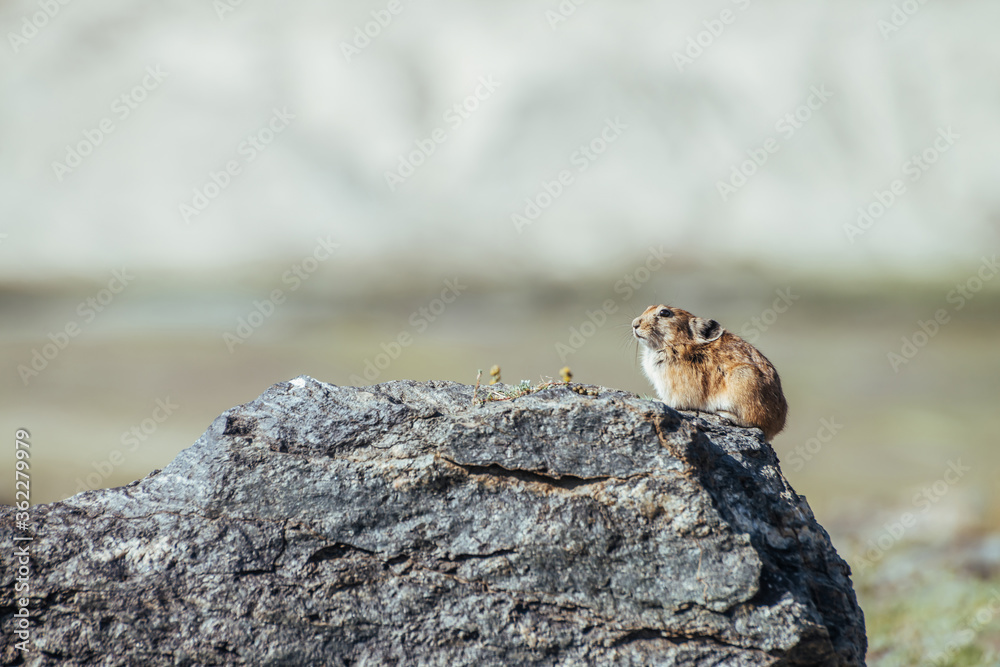 Beautiful little pika rodent sits on hot stone in sunny summer day. Small pika rodent bask in sun on rock. Little furry animal sits on boulder under desert sun. Cute small mammal on bokeh background.