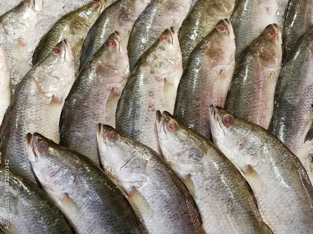 Close up Barramundi fish on shelf. Texture background of fresh ingredient in gourmet market.