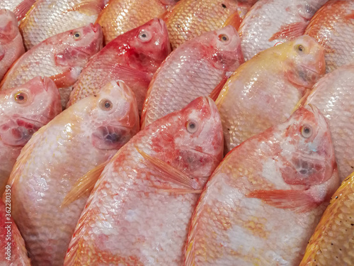 Close up Red Tilapia Fish on shelf. Texture background of fresh ingredient in gourmet market. photo
