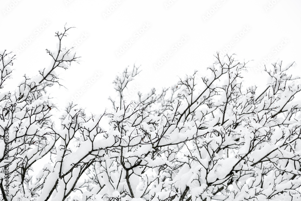 Snow in branches