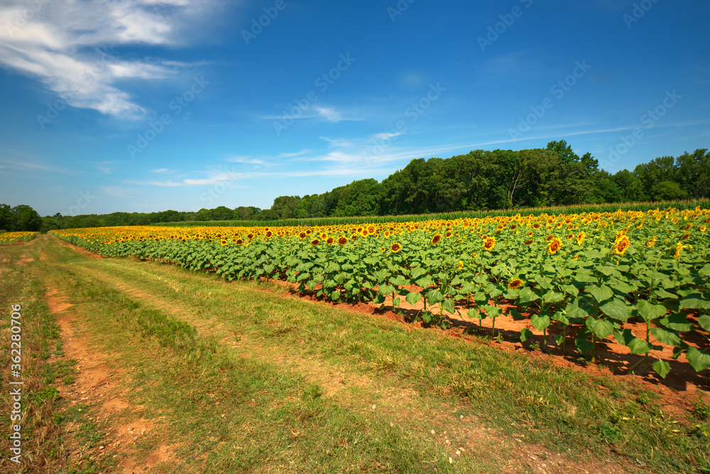 A large field of beautiful sunflowers.