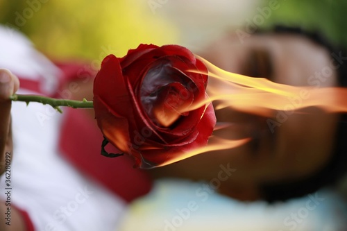 red rose revertida de fuego nactural photo