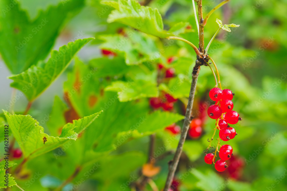 red currants hanging from bush ready for harvest.ed currant branch in sun light, agriculture and food concept.ripe berries of red currants
