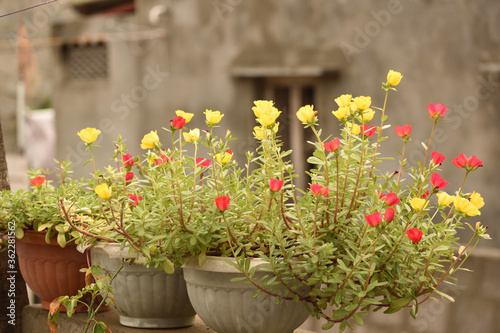 spring flowers in a garden © Ravikumar