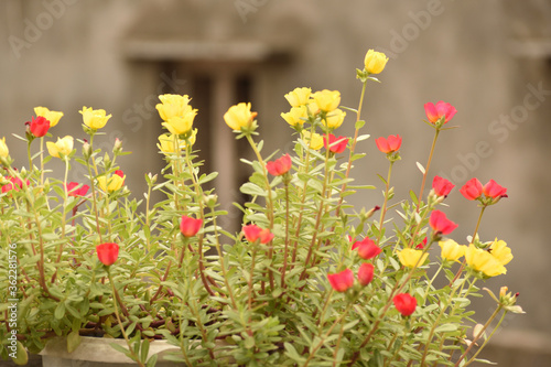 red and yellow tulips in garden