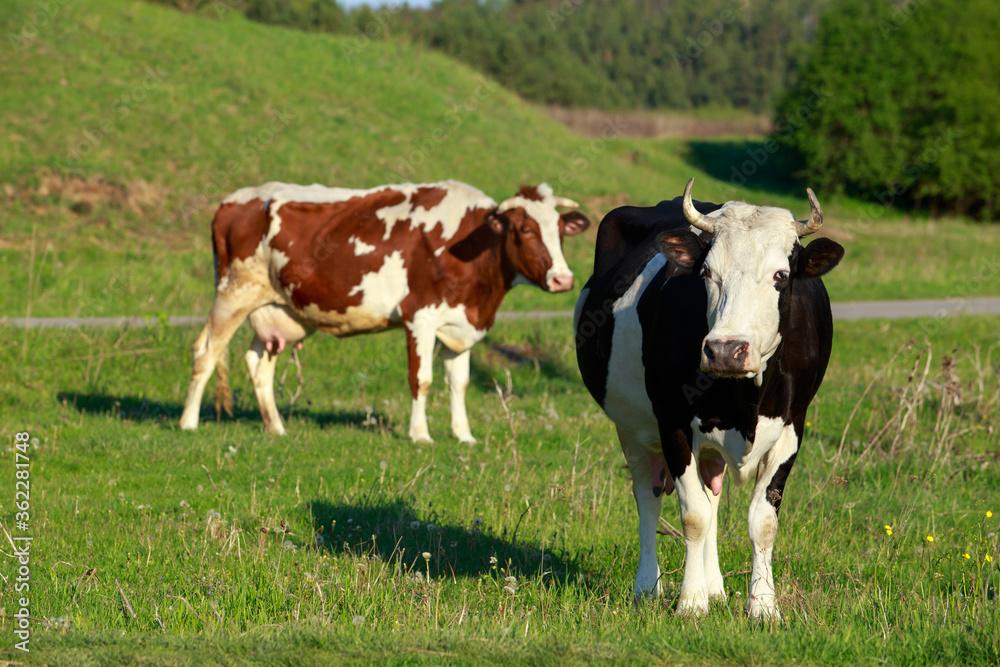 Cows in the meadow Cows in the meadow