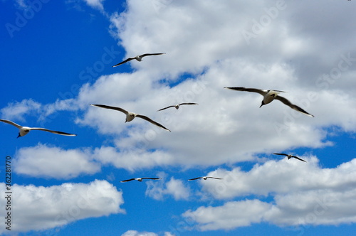 A flying flock of seagulls, blue sky and white clouds in the background.