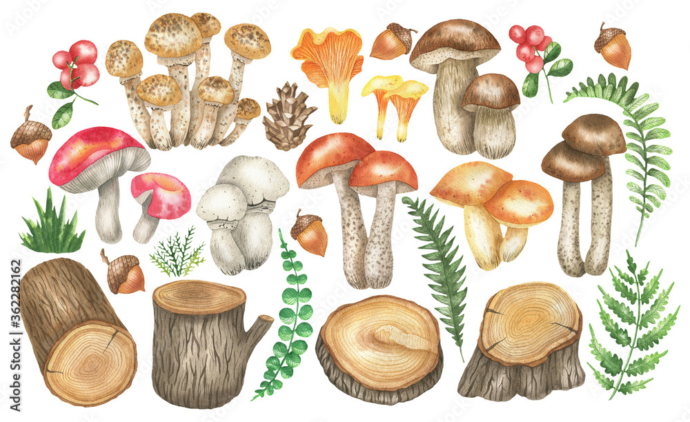 Naklejka Set of mushrooms and stumps
