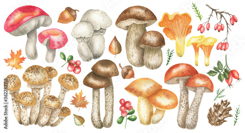 Set of mushrooms and berries