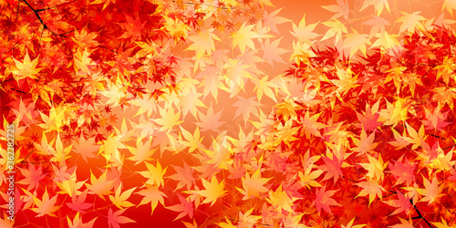  紅葉 もみじ 秋 背景