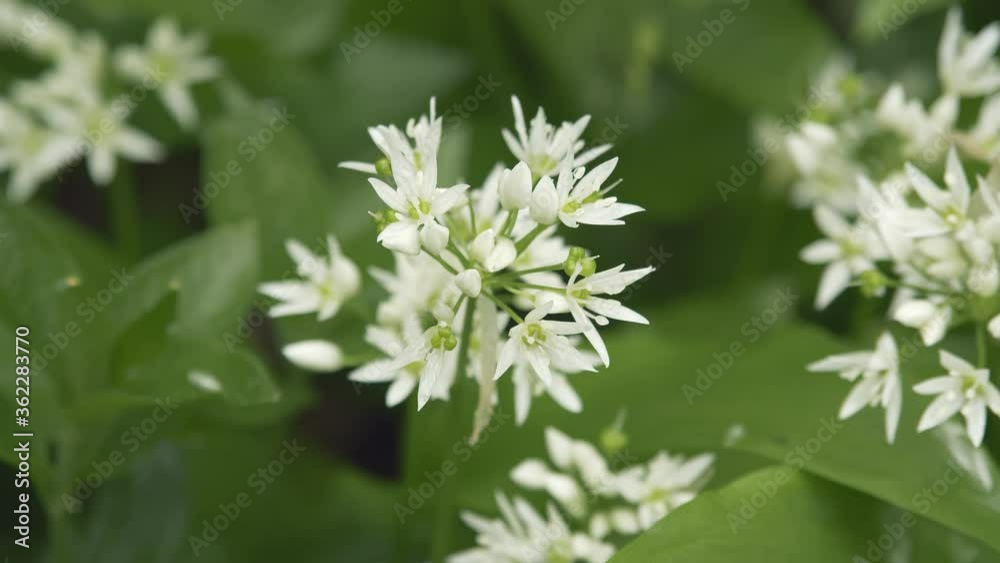 close up of beautiful wild white flowers