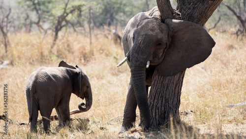 A herd of Elephants  loxodonta africana  in the open plains of Tanzania.