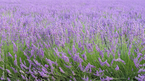 Lavender field in Provence, colorful background in spring 