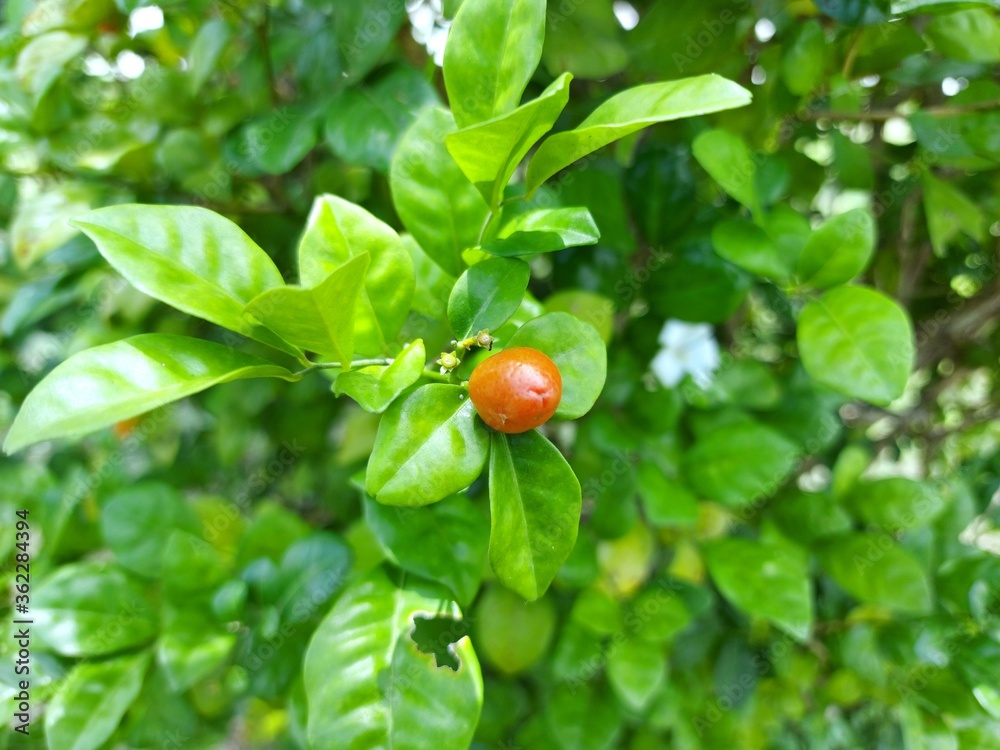 Murraya paniculata or Orange jessamine red fruits, outdoor tropical plants.