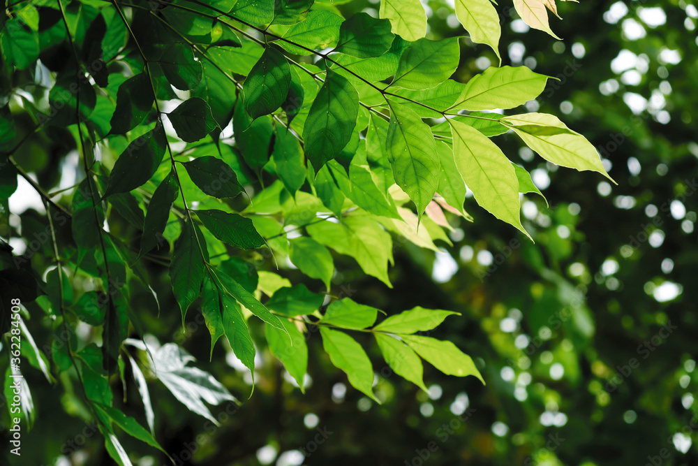 Green leaves in the garden