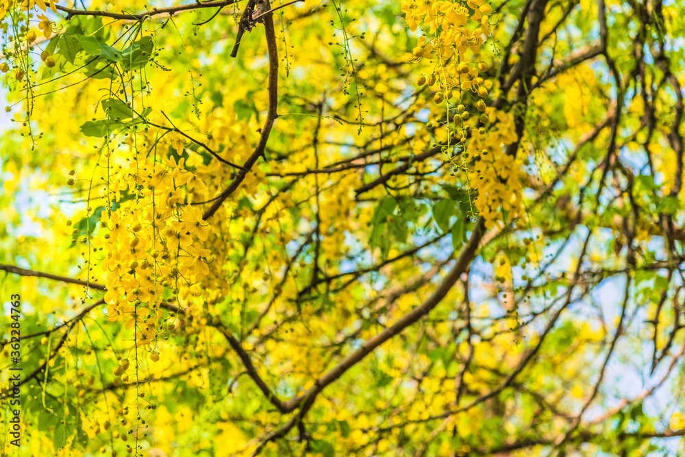 Selective focus fresh yellow flowers of Cassia fistula also known as golden shower tree at Deer Park in Hauz Khas complex at Delhi, India. Selective focus fresh yellow flowers of Cassia fistula also known as golden shower tree at Deer Park in Hauz Khas complex at Delhi, India.