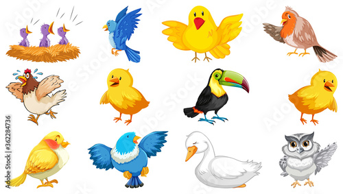 Set of different birds cartoon style isolated on white background