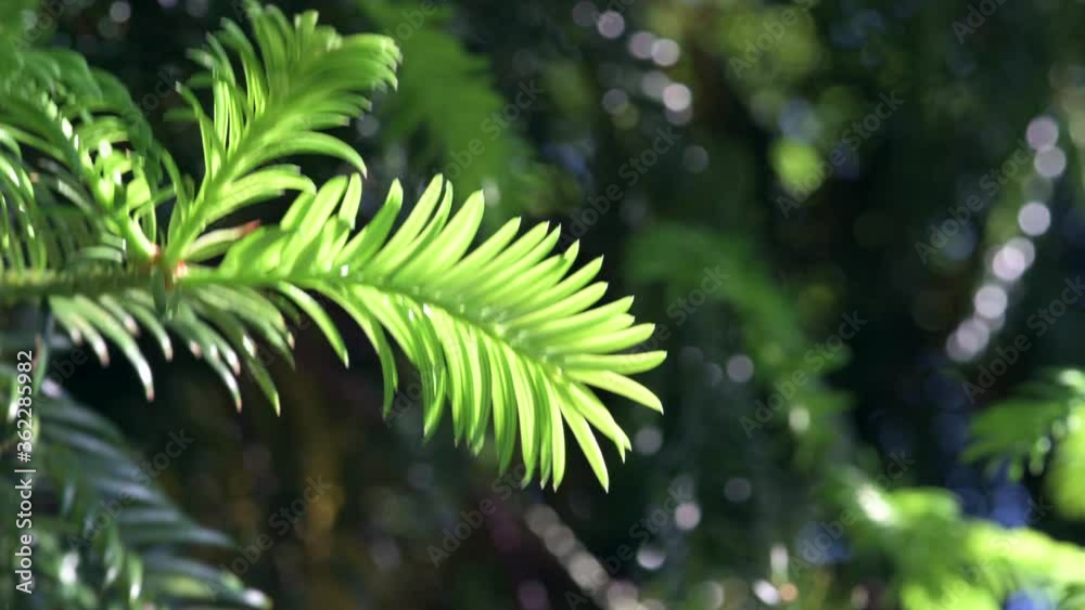 a forest full of coniferous trees