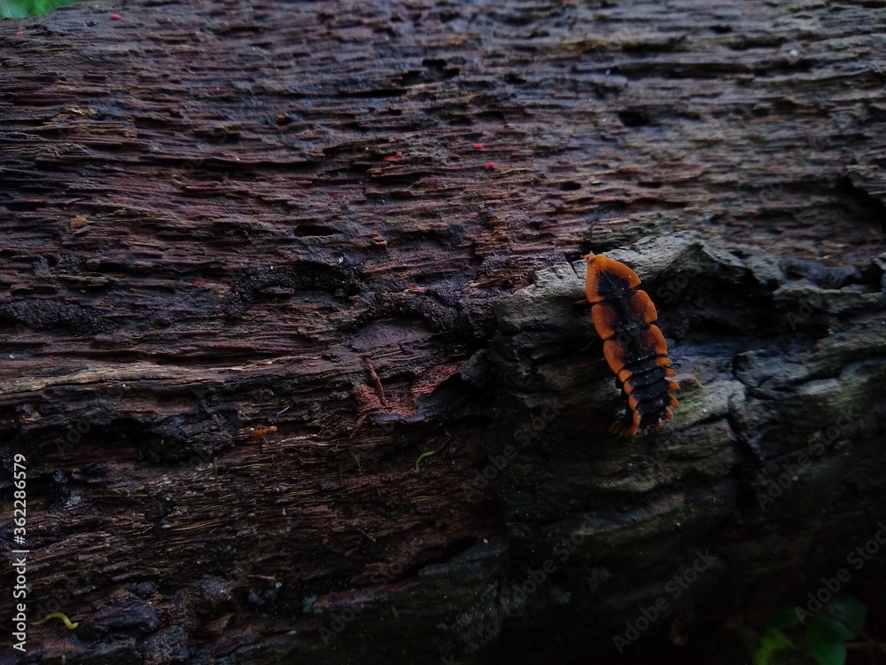 A red and black Trilobite Beetle A red and black Trilobite Beetle