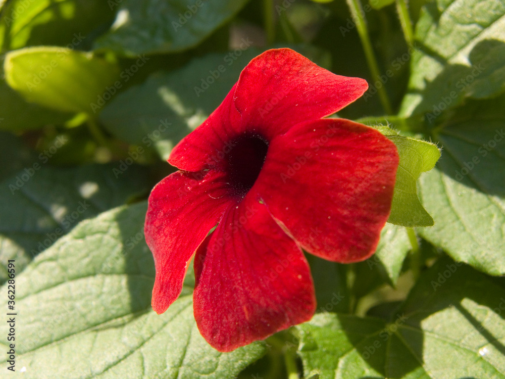 Blumensonne Blumensonne
