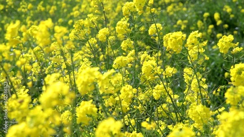 In Jeju Island, Korea, yellow rape flowers bloom a lot in spring.