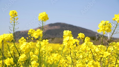 In Jeju Island, Korea, yellow rape flowers bloom a lot in spring.