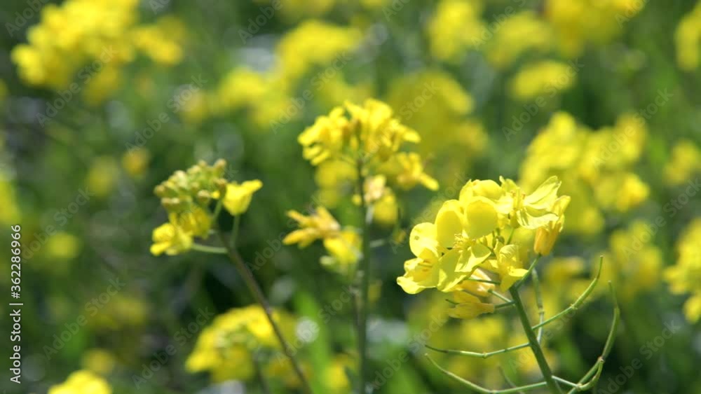 In Jeju Island, Korea, yellow rape flowers bloom a lot in spring. In Jeju Island, Korea, yellow rape flowers bloom a lot in spring.