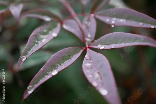 purple plant leaf with raindrops