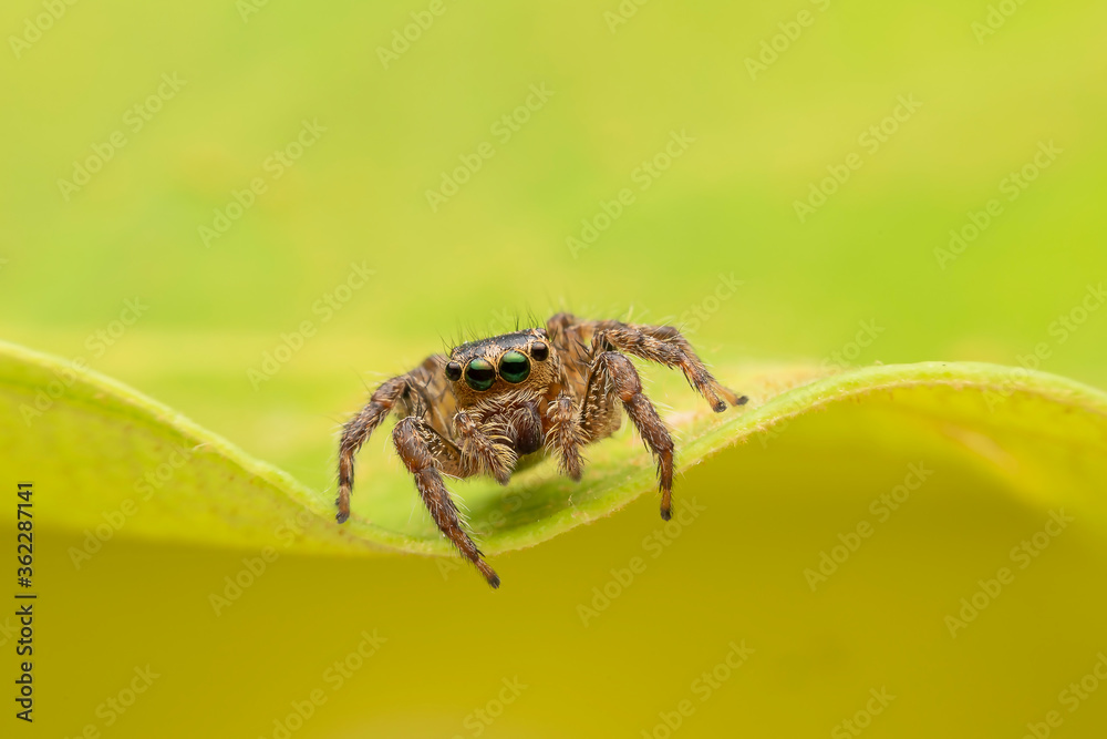 spider spider