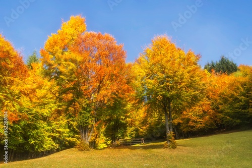 autumn trees on a sunny day