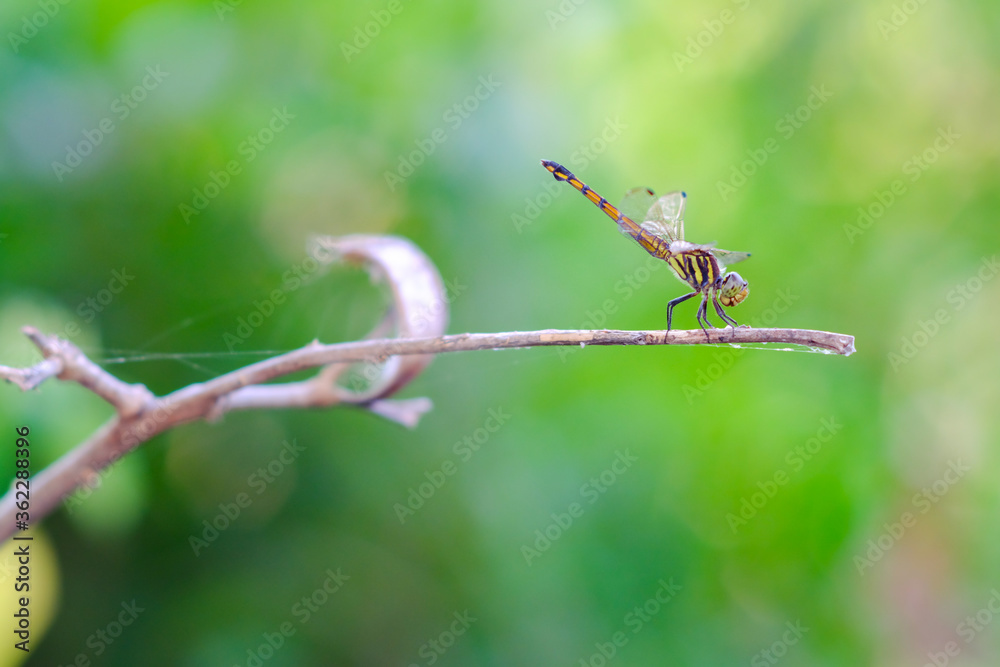 The insect closeup of a gold tail dragonfly perched on the dry twig The insect closeup of a gold tail dragonfly perched on the dry twig