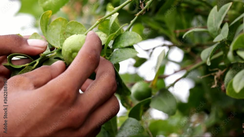 Raw lemons hanging on a tree,Lime Tree,selective focus without noise, man choosing fresh lemons in lemon plants,farmer checking lemon,lemon on man hand Raw lemons hanging on a tree,Lime Tree,selective focus without noise, man choosing fresh lemons in lemon plants,farmer checking lemon,lemon on man hand