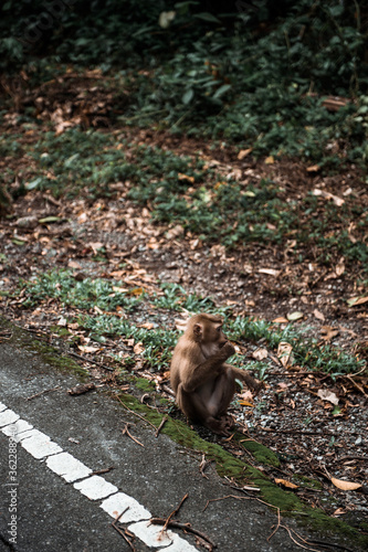 Wild Monkey sit on highway in the Jungle