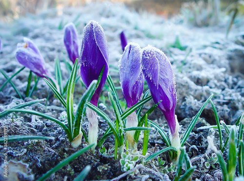 Krokus fioletowy wczesną wiosną