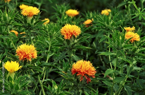 あかくなった紅花