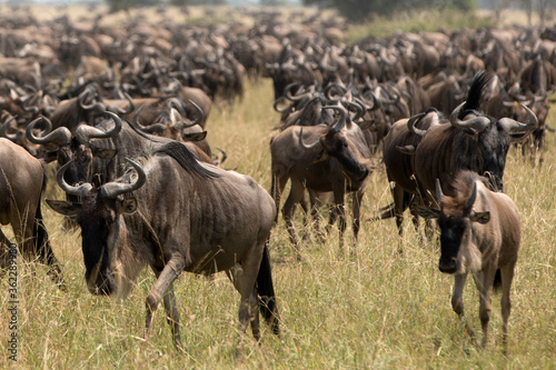 A herd of wildebeest, also called the gnu, is an antelope seen here in Serengeti national park, Tanzania. © Grantat