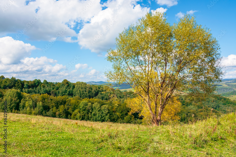 trees in yellow foliage on the hill. beautiful countryside scenery in autumn. sunny day in mountains. blue sky with fluffy clouds trees in yellow foliage on the hill. beautiful countryside scenery in autumn. sunny day in mountains. blue sky with fluffy clouds