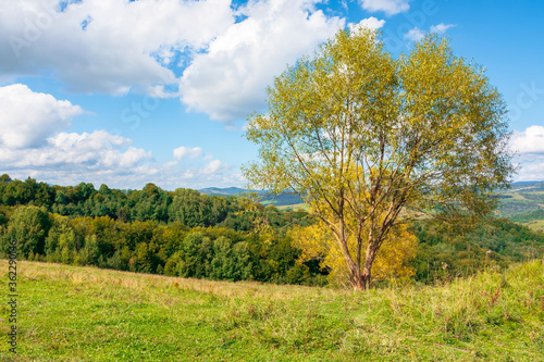 trees in yellow foliage on the hill. beautiful countryside scenery in autumn. sunny day in mountains. blue sky with fluffy clouds