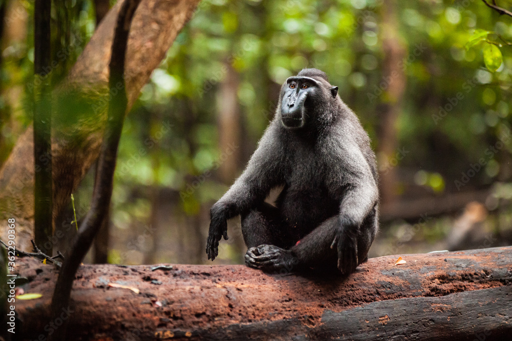 Obraz premium Endangered macaca nigra sits in zen meditation position