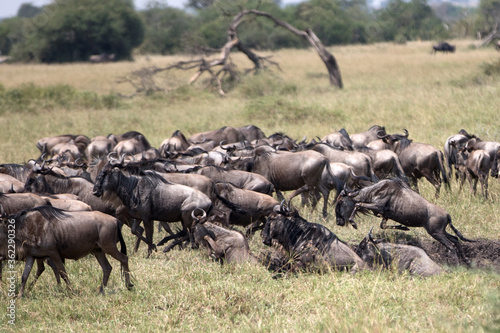 A herd of wildebeest, also called the gnu, is an antelope seen here in Serengeti national park, Tanzania.