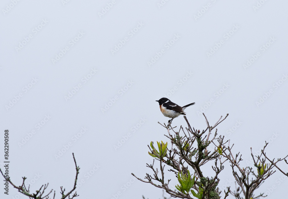 夏の高原で出会う野鳥 ノビタキ ♂ 夏の高原で出会う野鳥 ノビタキ ♂