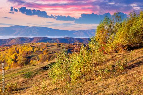 autumnalrural landscape at sunrise. trees in colorful foliage. meadow with yellow grass. distant valley full of fog. ridge on the horizon. sky with clouds in morning light